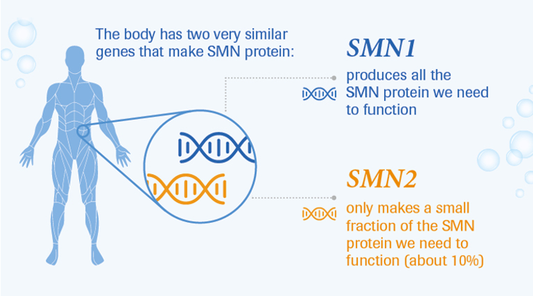 运动神经元存活基因1（SMN1）检测试剂注册审查指导原则