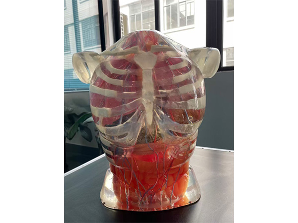 超声检查训练体模