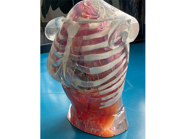 超声检查训练体模