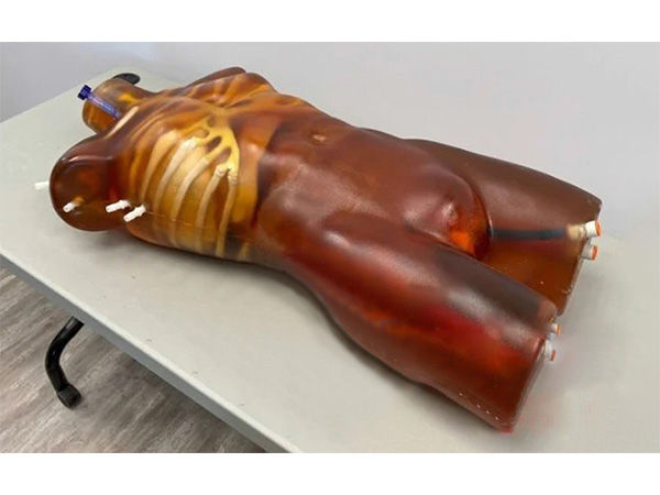 超声检查训练体模