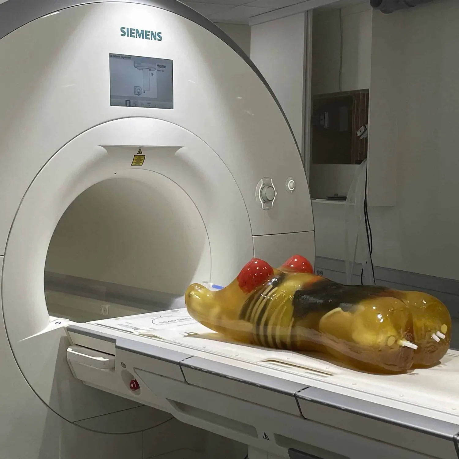 成年女性躯干模体 放射造影测试体模CT-A02