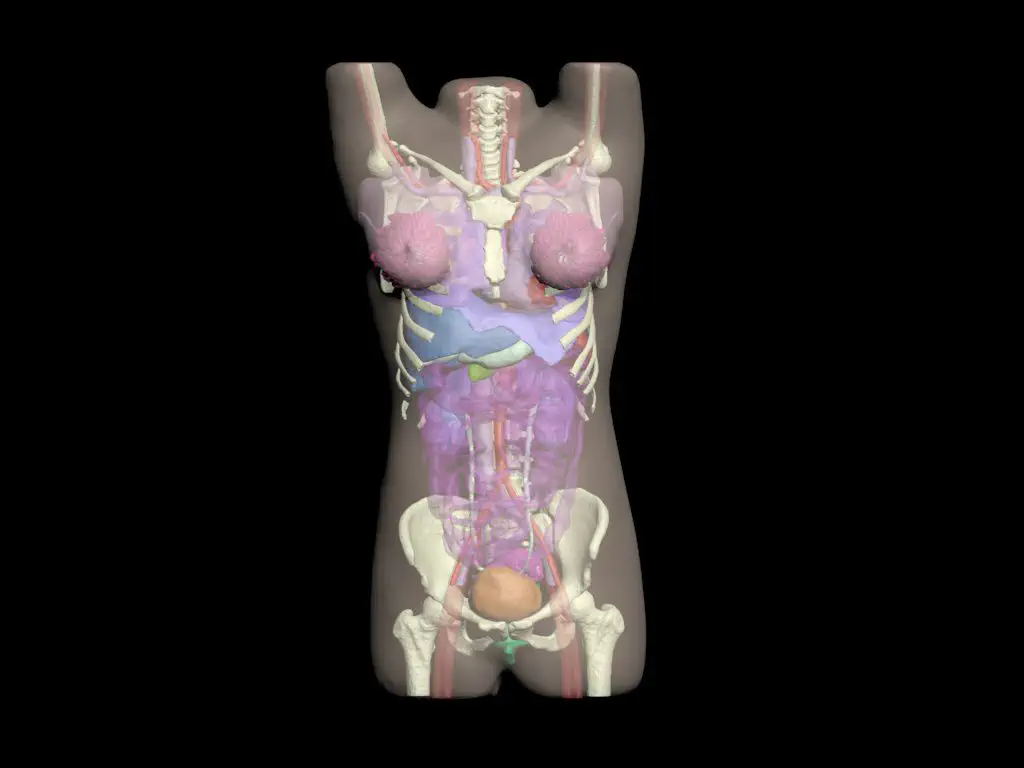 成年女性躯干模体 放射造影测试体模CT-A02