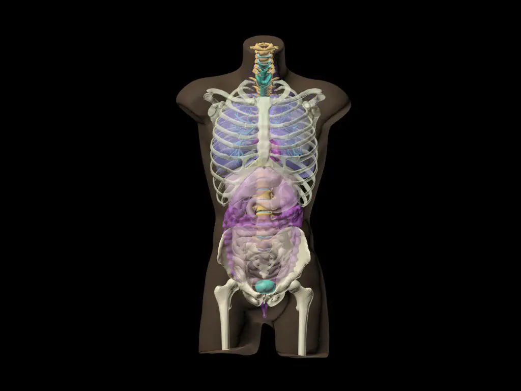 躯干模体 放射造影测试体模CT-A01