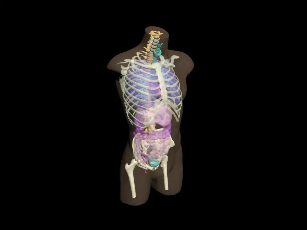 躯干模体 放射造影测试体模CT-A01