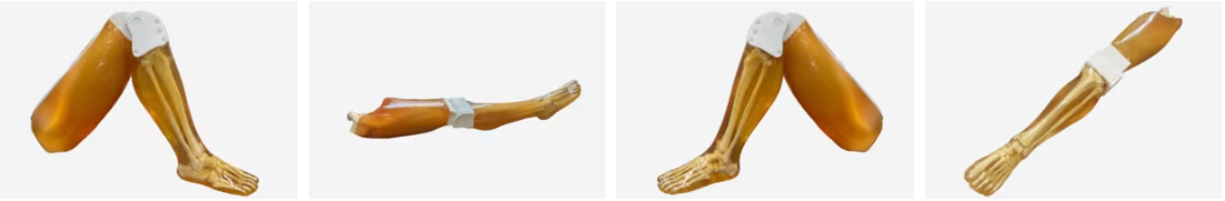 成人腿部4.png