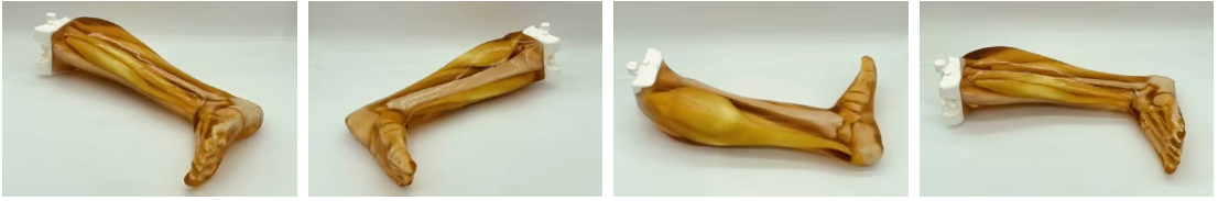 成人腿部（含肌肉）4.png