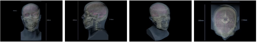 成人头部（静态）4.png