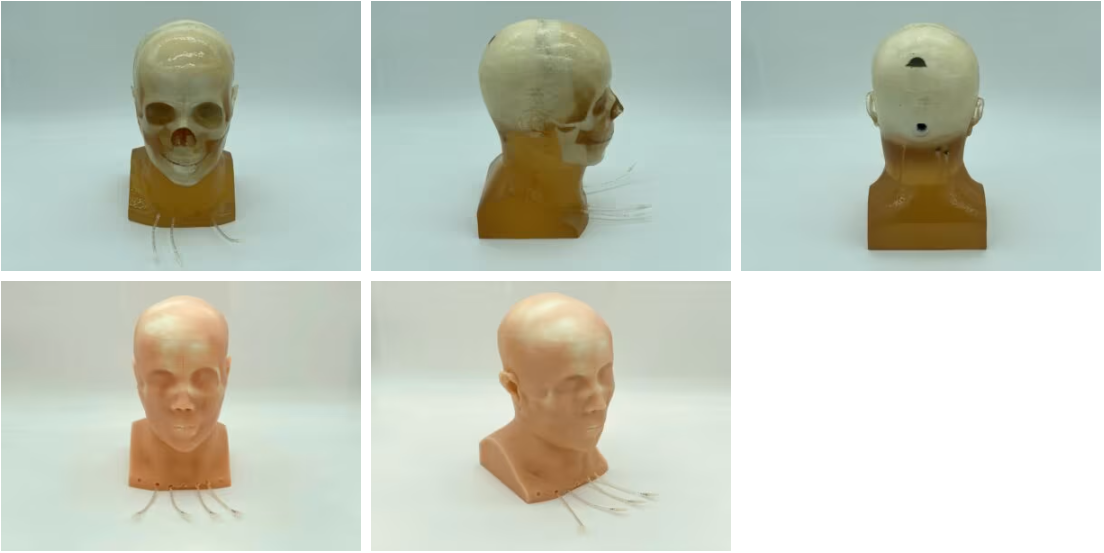 成人头部（标准）5.png